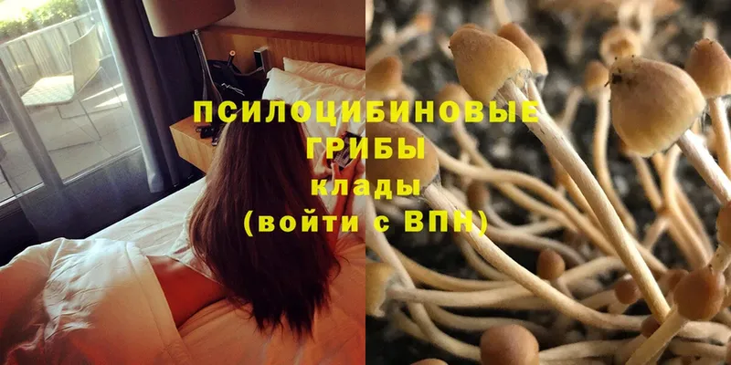 Галлюциногенные грибы Psilocybine cubensis  где найти наркотики  Бобров 