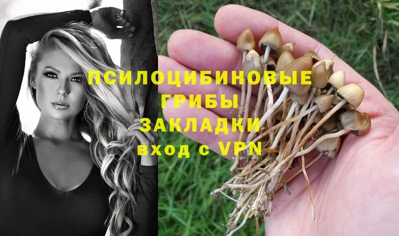 купить наркоту  Бобров  Псилоцибиновые грибы Psilocybe 